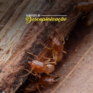 Descupinização