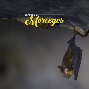 Expurgo de Morcegos