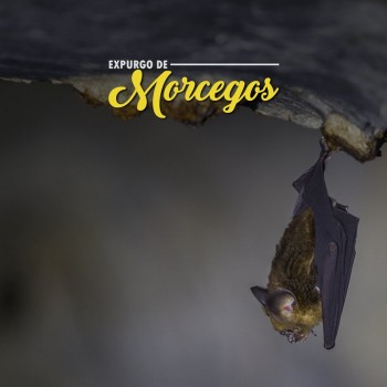 Expurgo de Morcegos