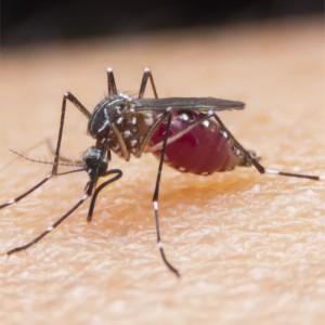 Mosquitos