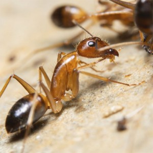Formigas
