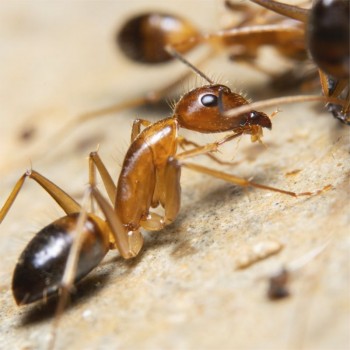 Formigas