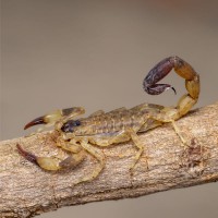 Escorpião