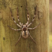 Aranhas