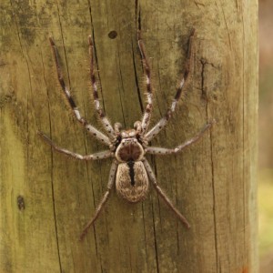 Aranhas