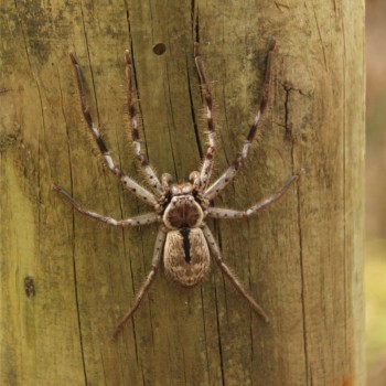 Aranhas