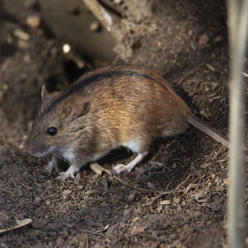 Para acabar com ratos e ratazanas, você precisa conhecer seus hábitos